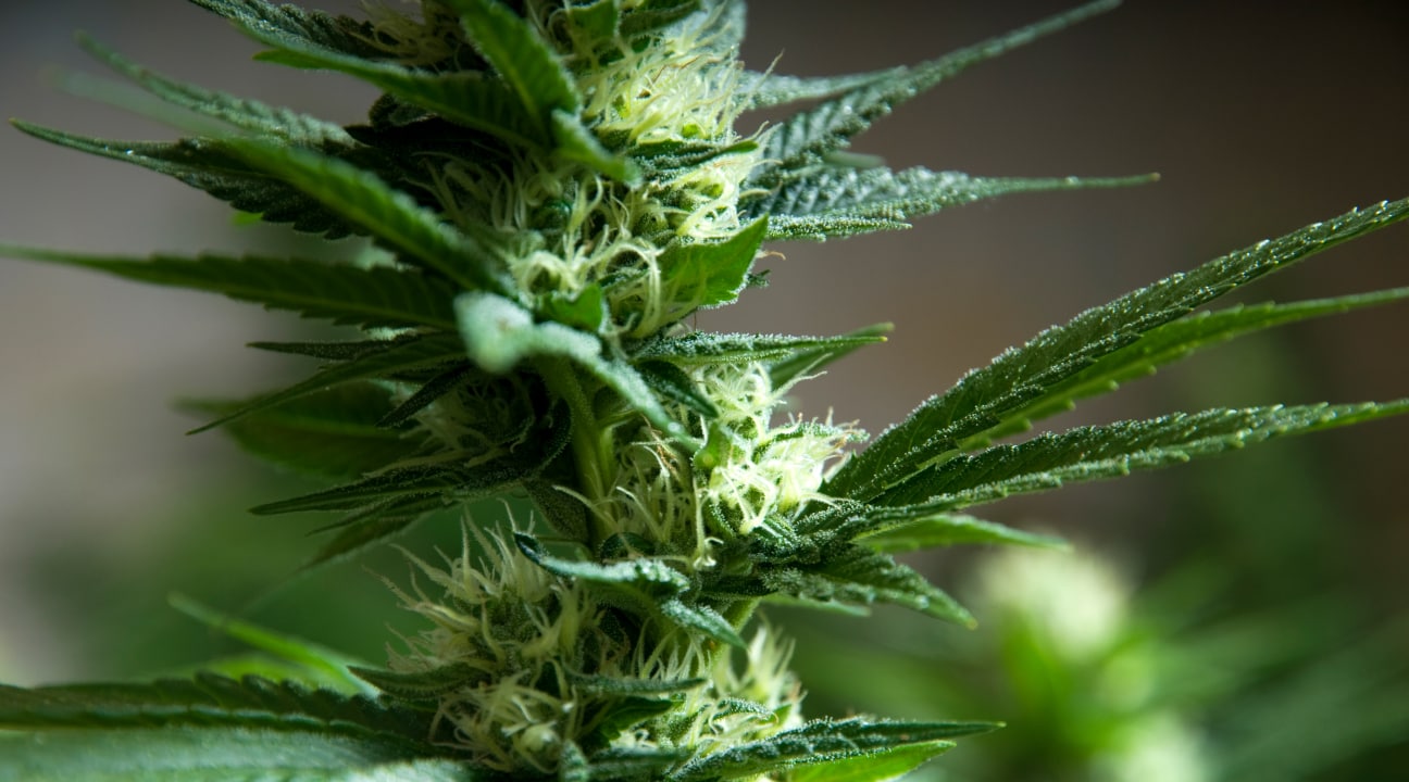 Gros plan sur un plant de cannabis.