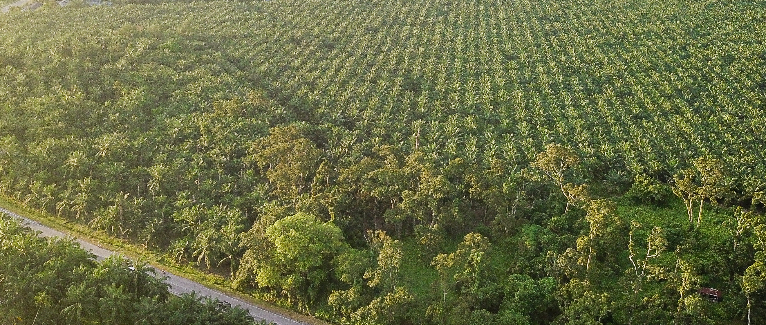 Aerial view of a green forest.