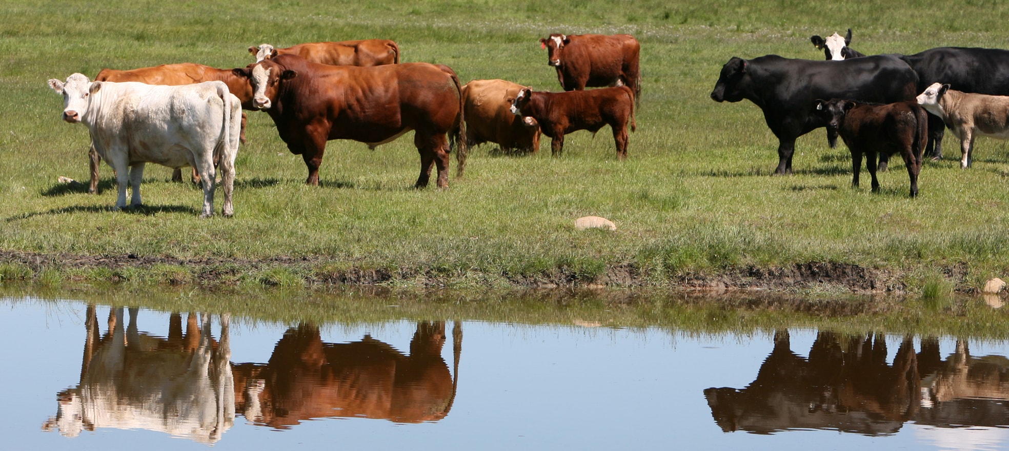 Groupe de vaches dans une ferme avec des reflets d’un plan d’eau.