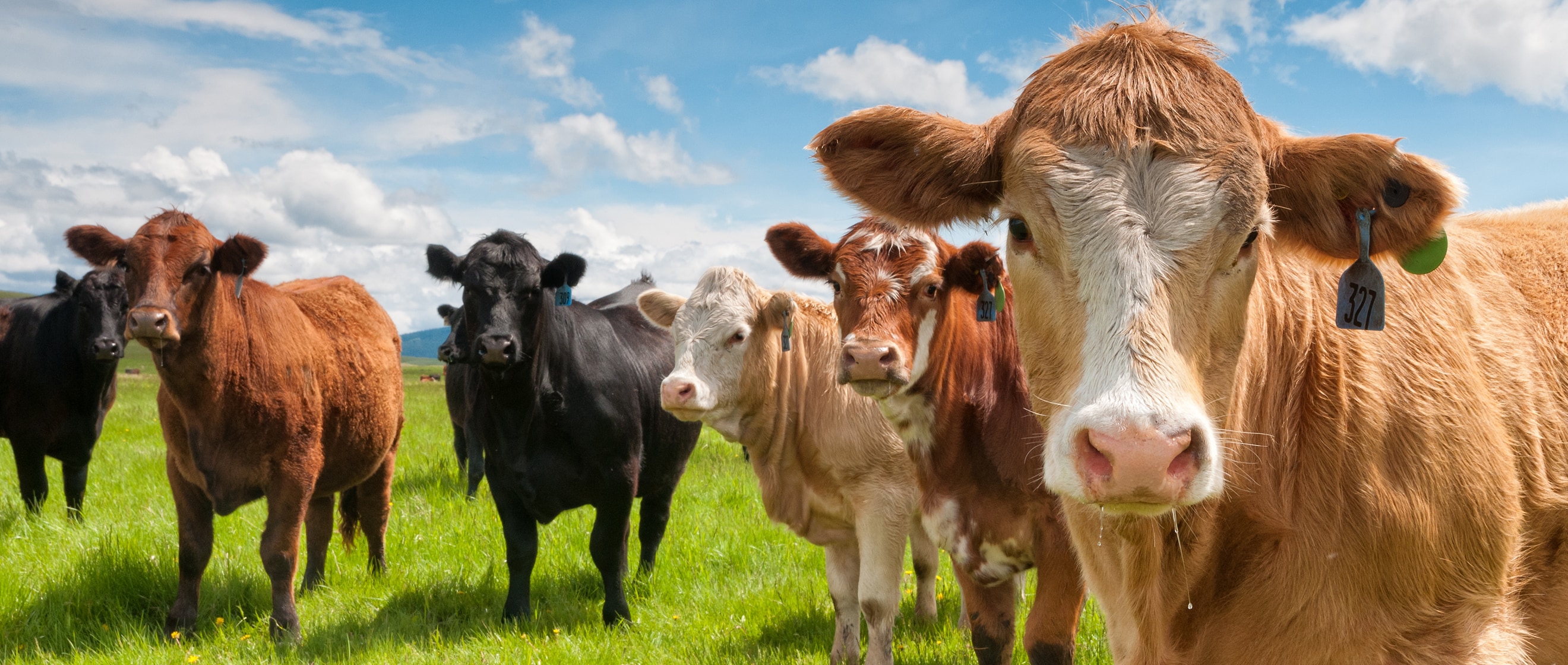 Ciel bleu nuageux avec un champ de vaches noires et brunes avec des étiquettes.