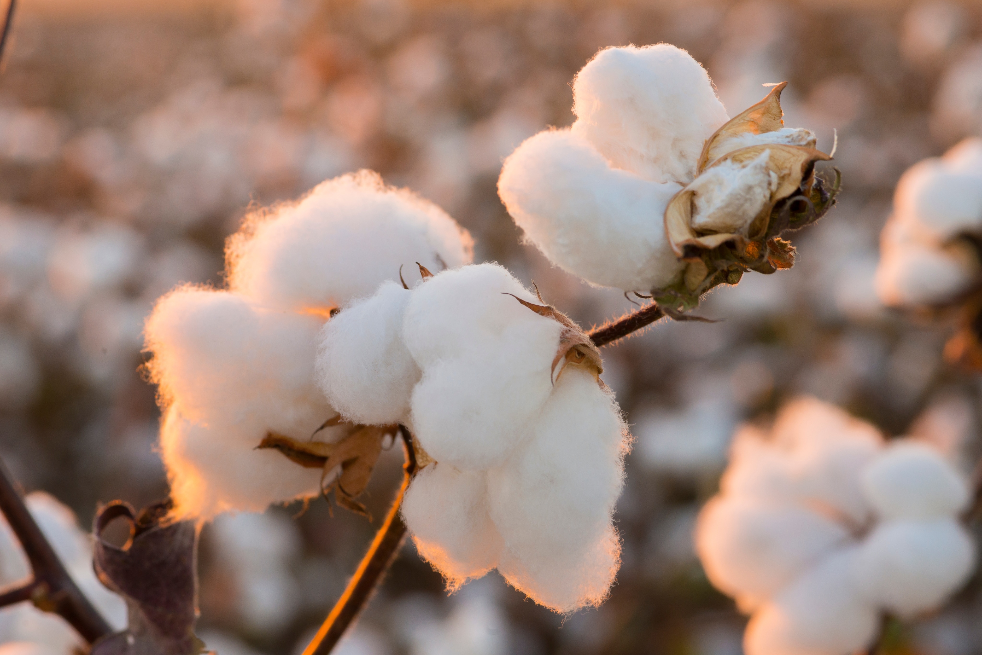 Cotton balls on a plant outside.