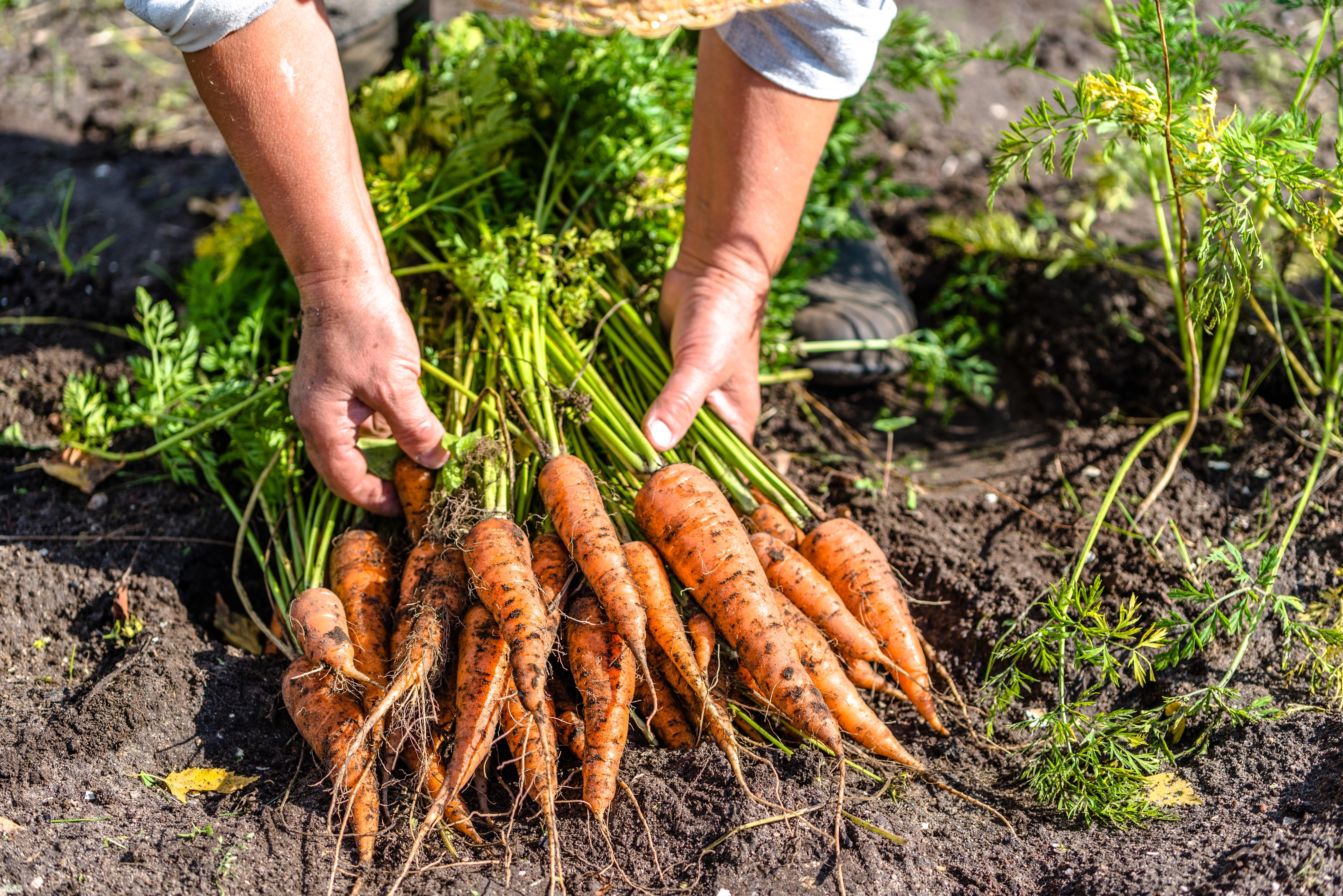 A person is holding a pile of carrots that have just been pulled from the soil outside.