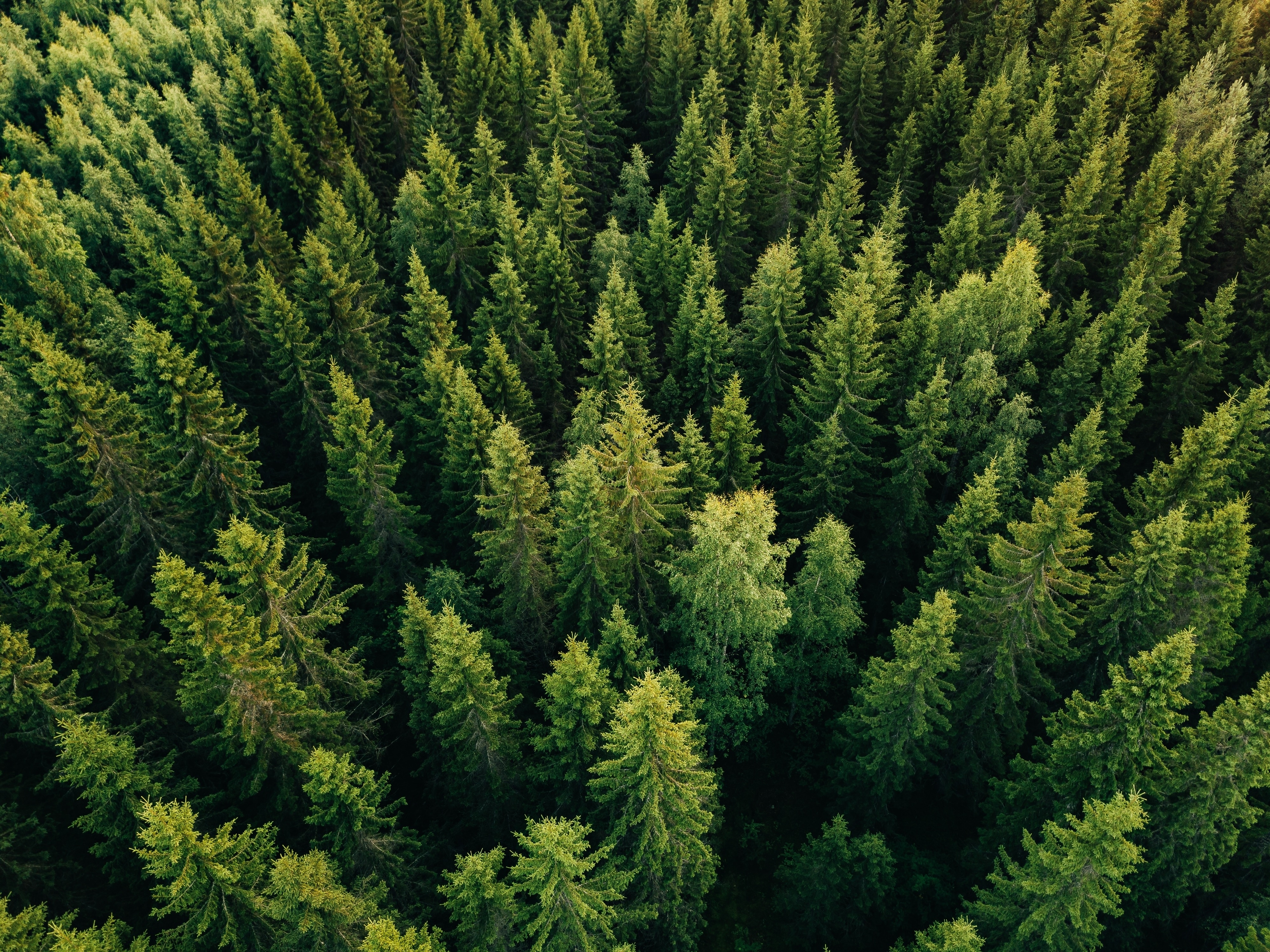 A forest full of evergreen trees. 