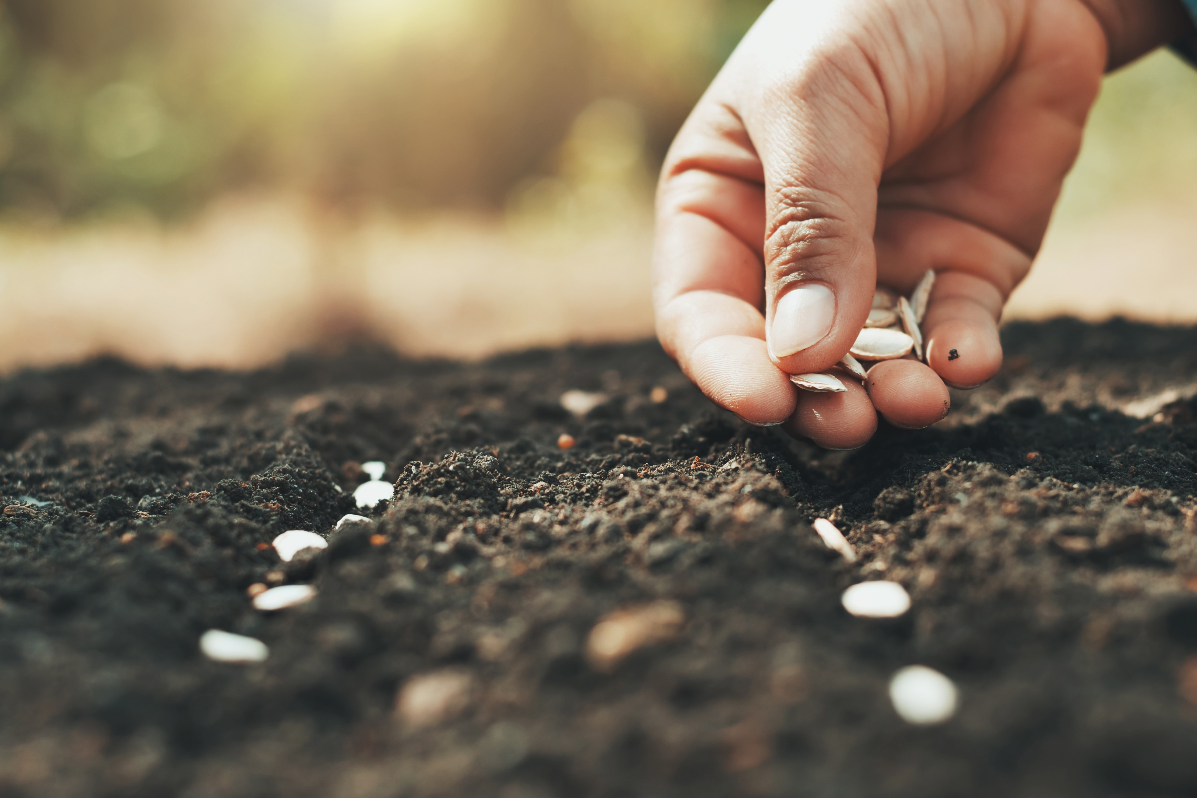 A person is lining up seeds in soil. 