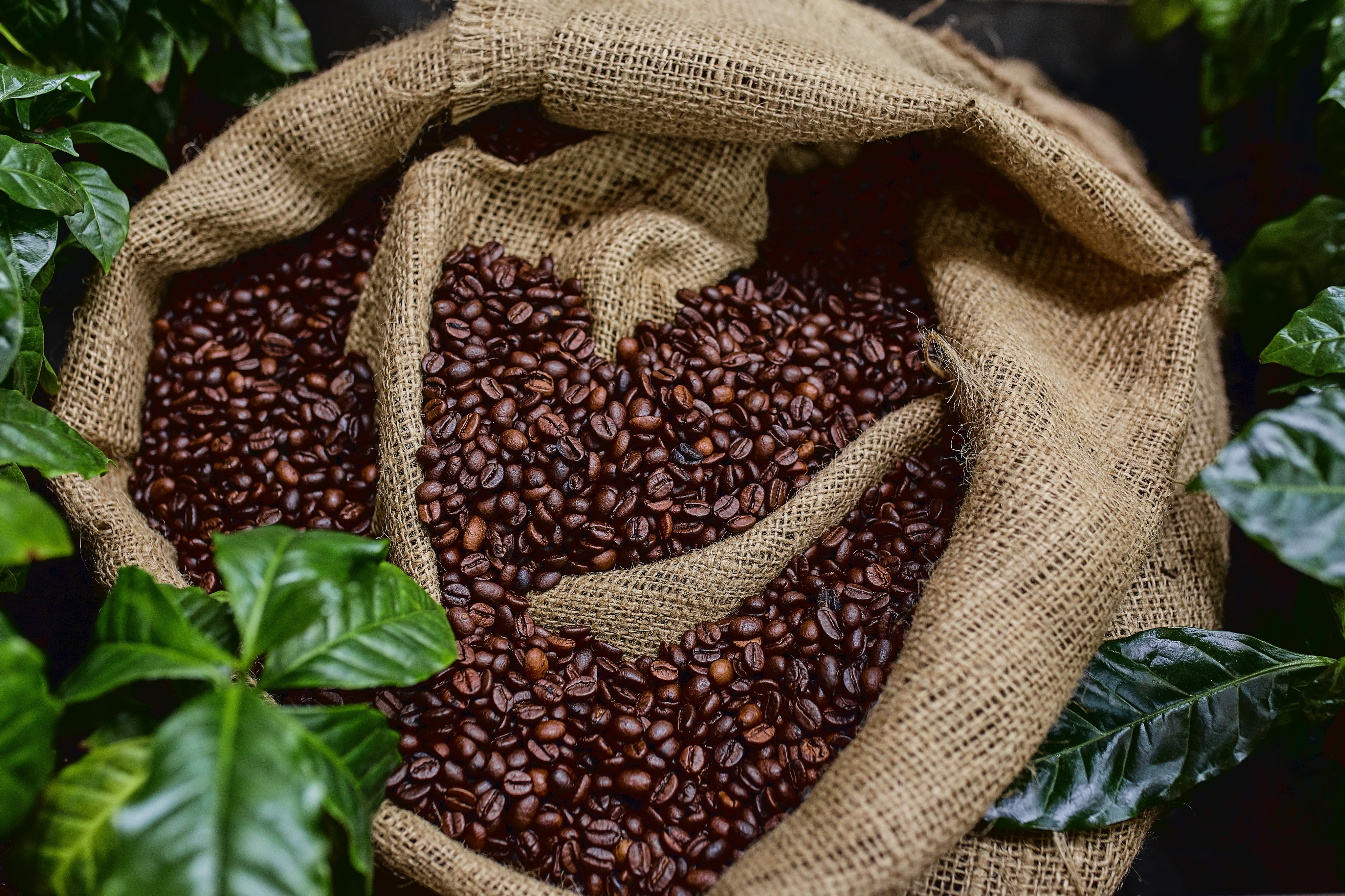 A brown woven bag holds a large pile of coffee beans. It is placed outside, near green plants.