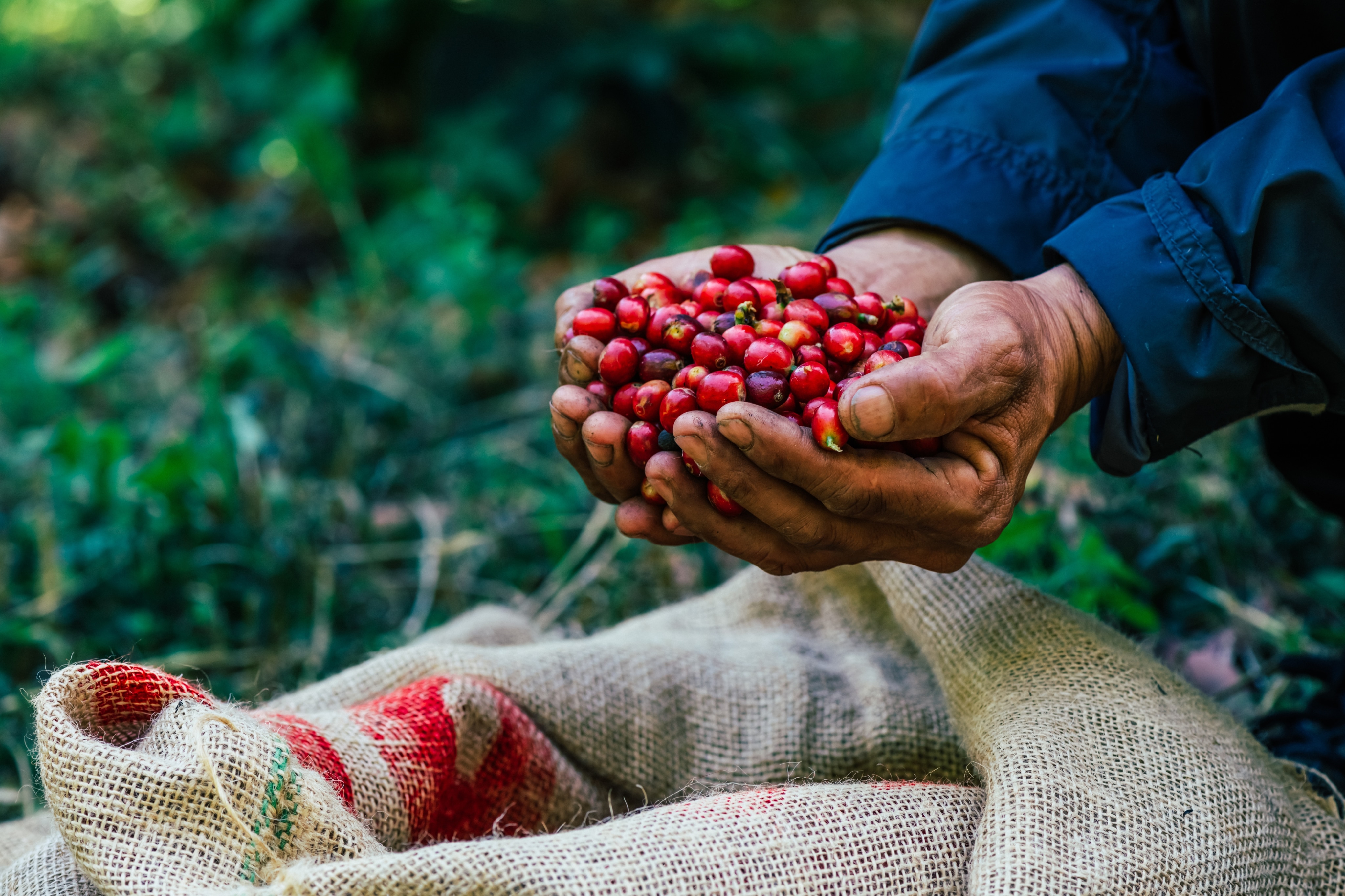 A person of colour holds a pile of red coffee berries above a brown woven bag outside. 