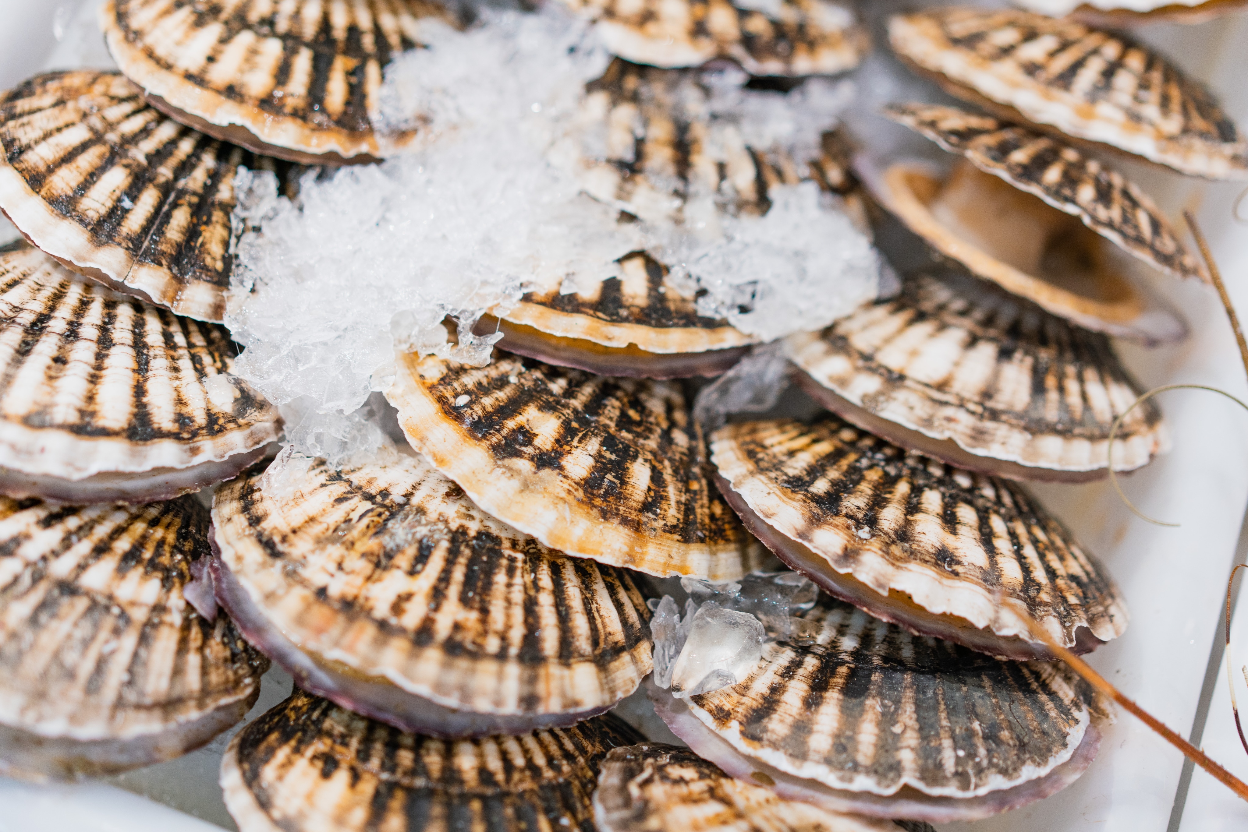 An assortment of clam shells are placed in a container with ice.