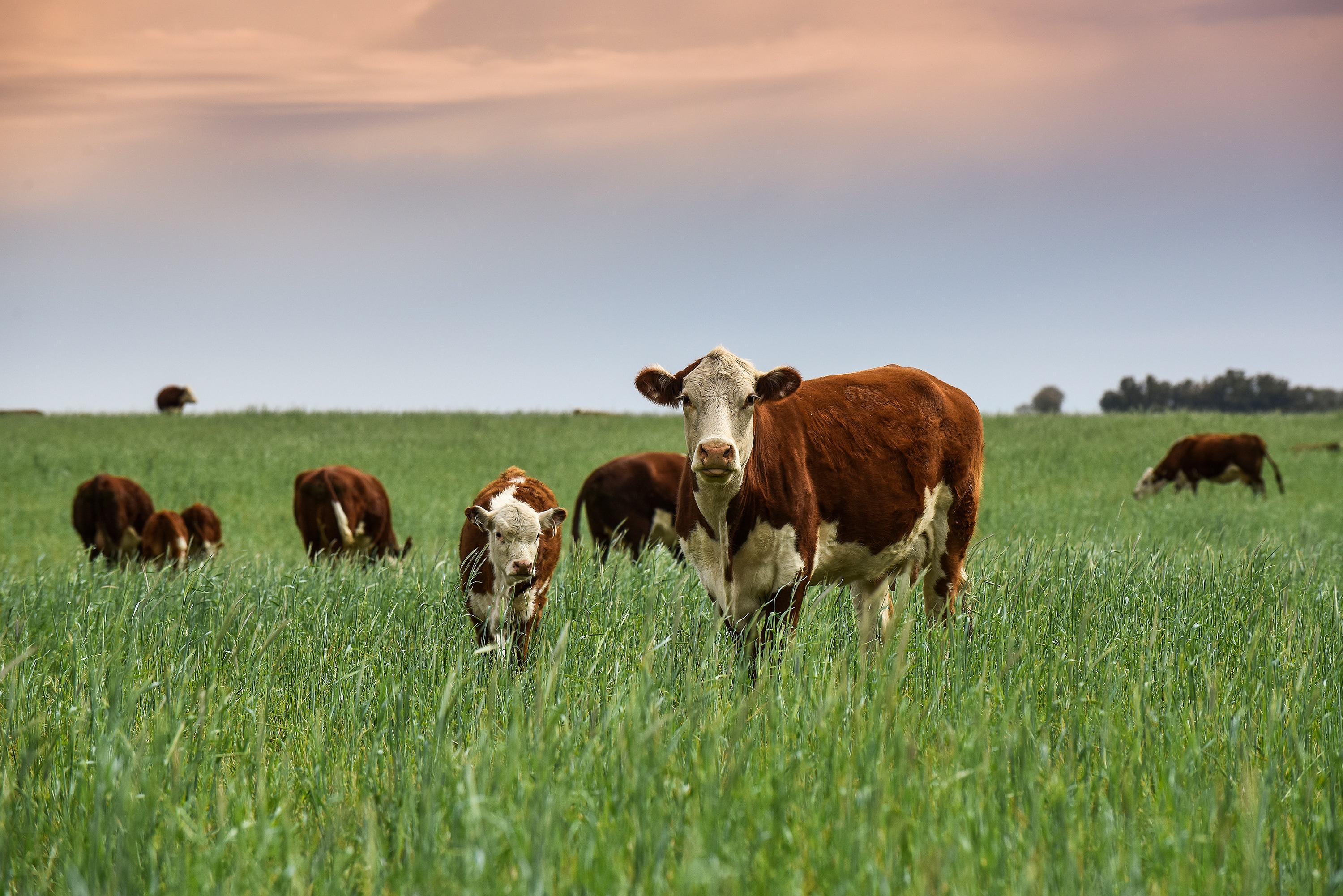 A group of brown and white cows are walking around a pasture. 