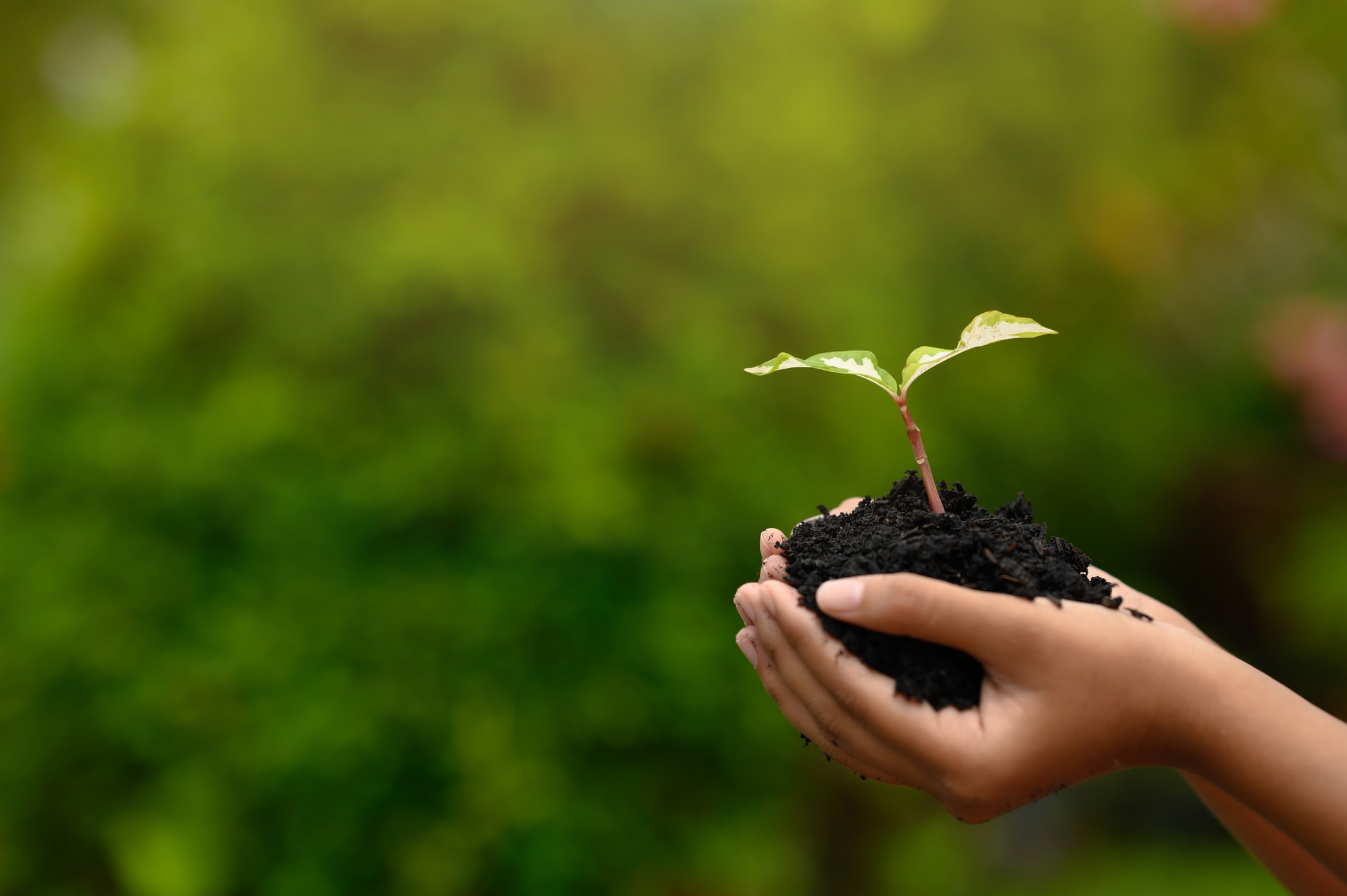 Two hands hold a pile of soil with a green sprout growing out of it.