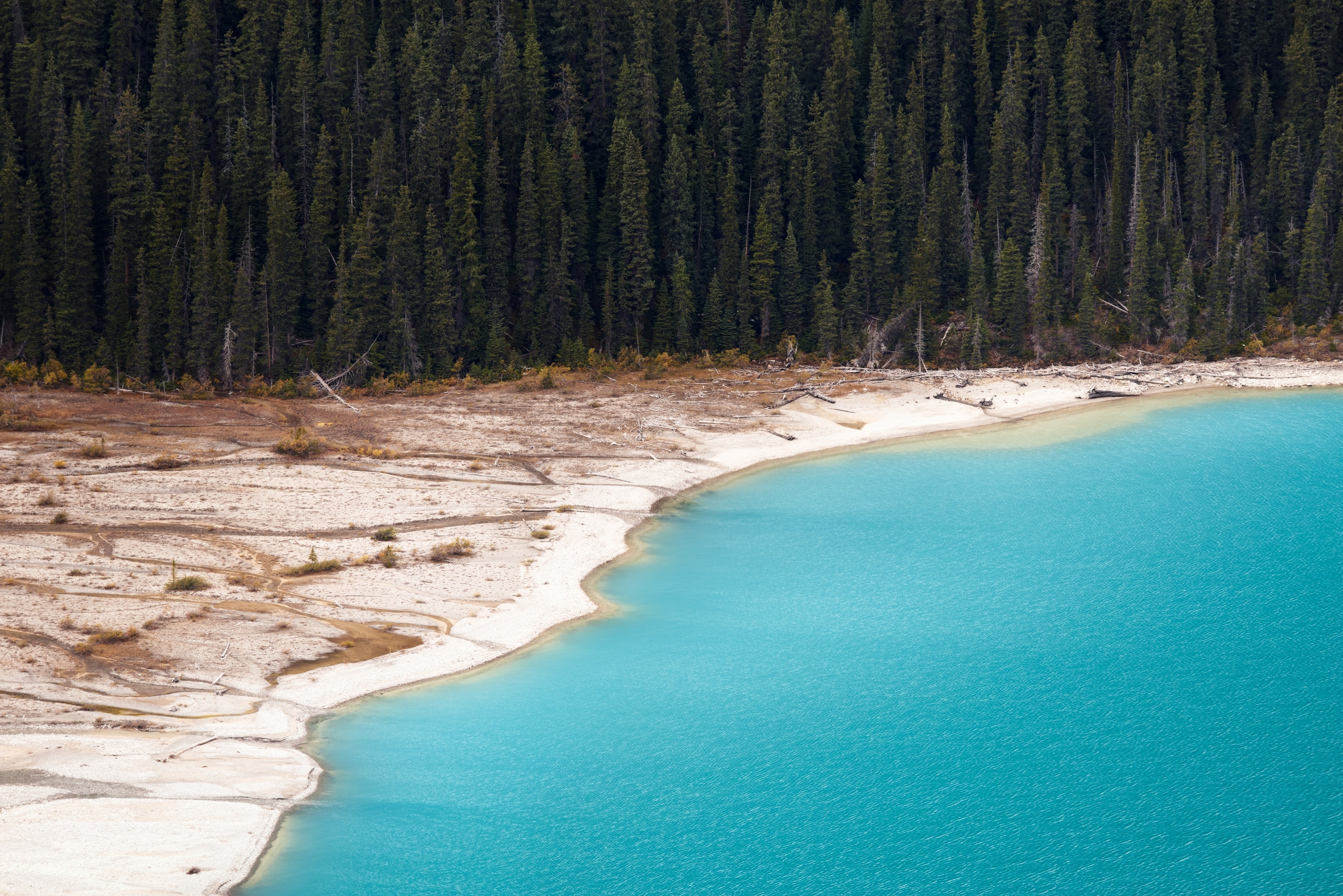 A body of bright blue water meets a light sandy beach. There is a forest of trees behind the beach.