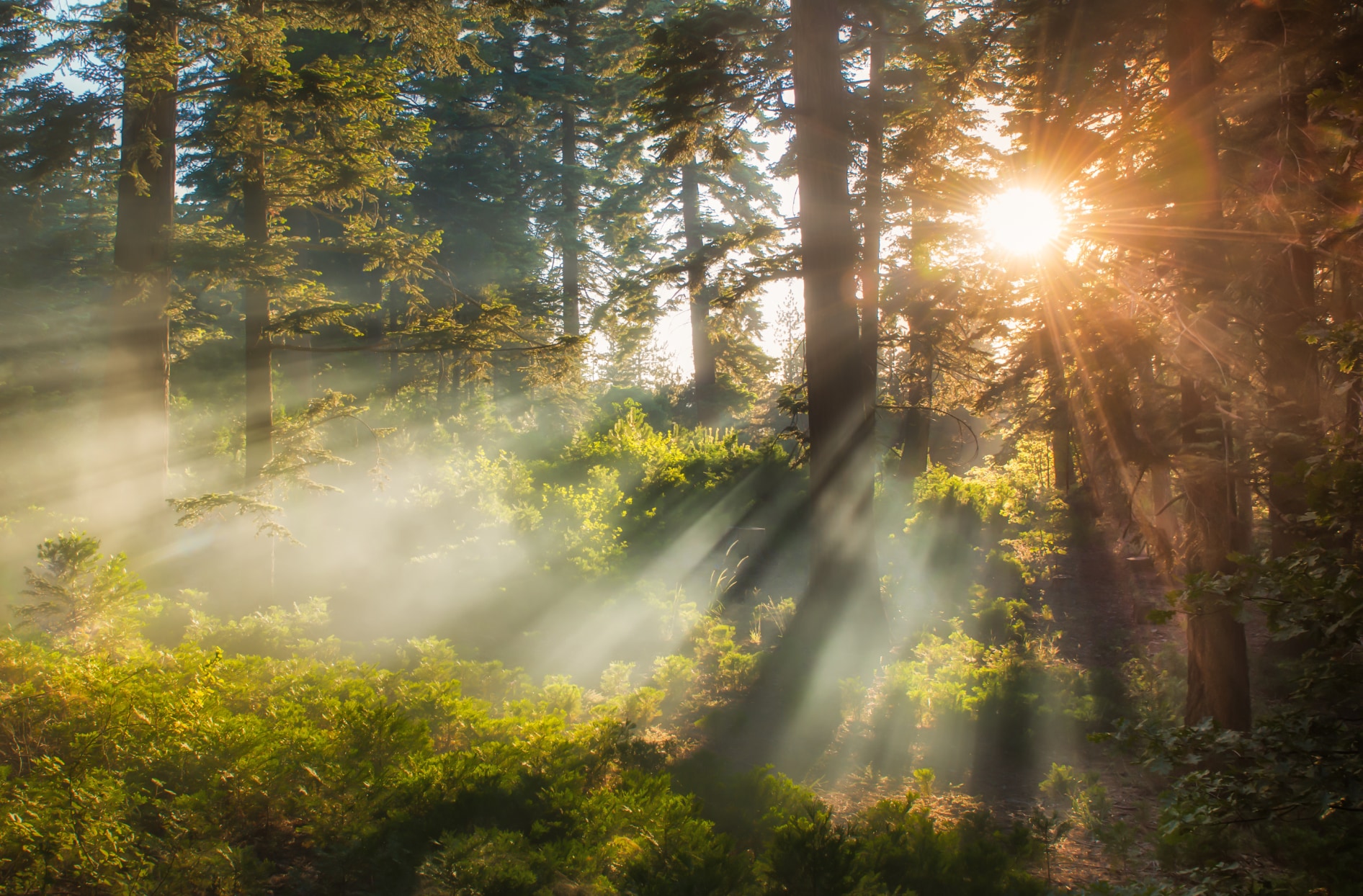 Une photo d’une forêt où le soleil brille à travers les arbres. 