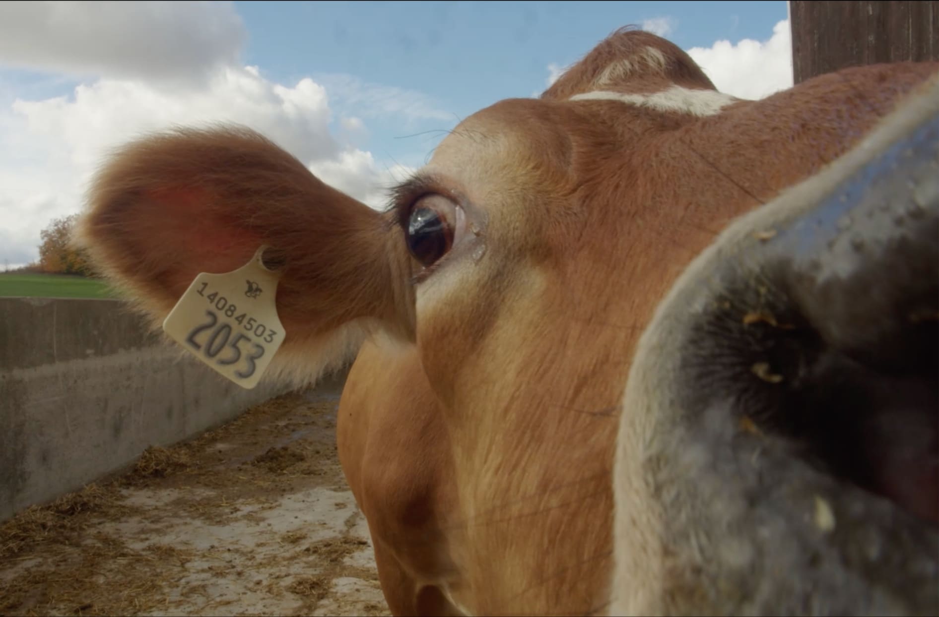 Une photo en gros plan d’une vache à la ferme Miller’s Dairy.