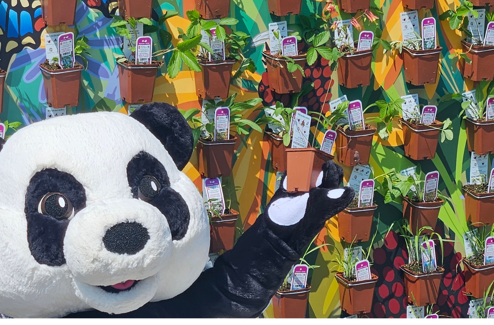A photo of a person in a panda suit showcasing many of the native plants Loblaw garden centres carry 